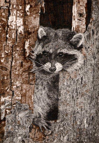 Joni Colchester's pen and ink sketch of a racoon