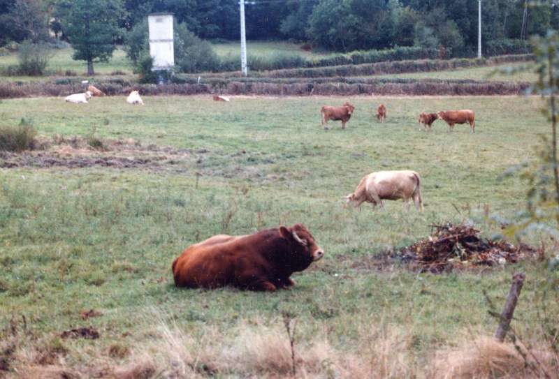 This time the bull meant business - the herd was staying
