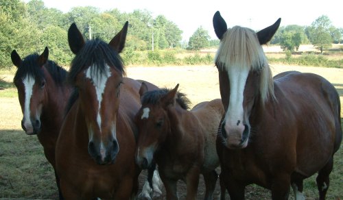 Three mares and a foal in our field at St Paradis