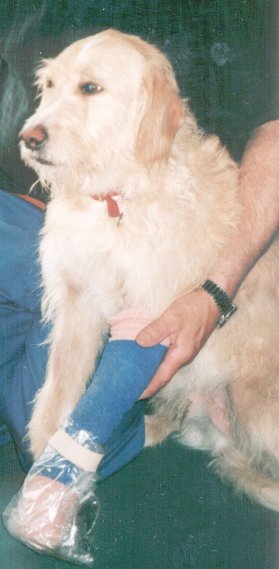 Goldie showing his injured leg