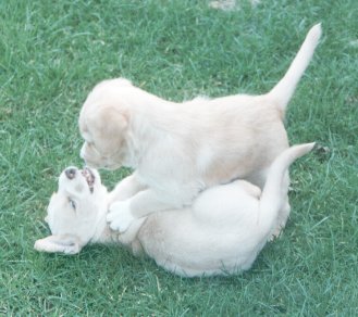 Goldie and Rusty training for their security roles