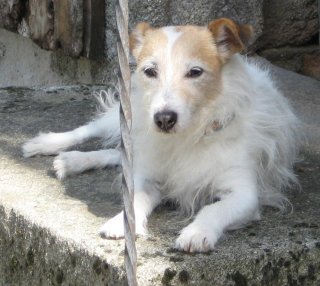 Missy guarding the back door at St Paradis